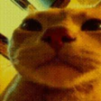 Disco Cat